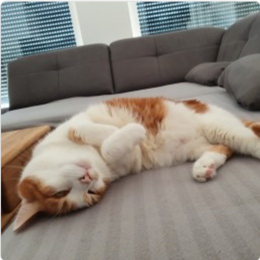 lucky foto 1