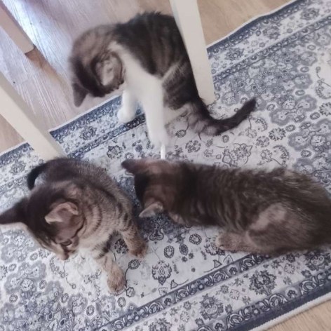 max, moritz, strizi u. strolchi foto 1