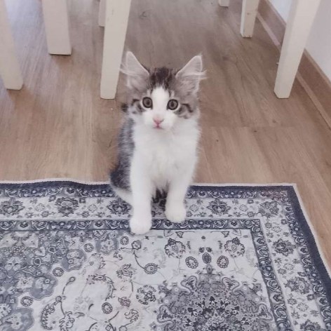 max, moritz, strizi u. strolchi foto 2