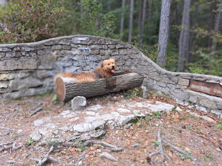 burli foto 2