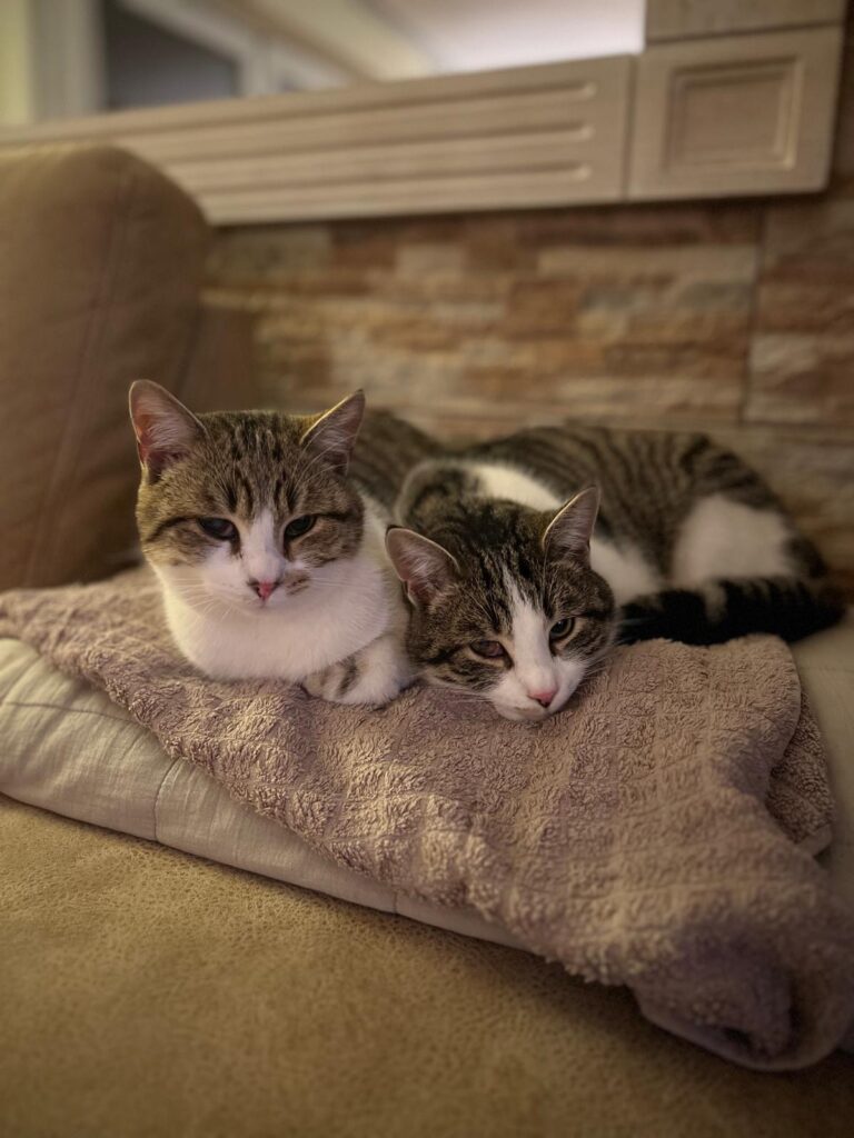 findus und balu foto 1