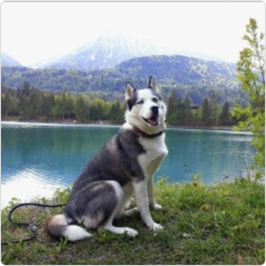 leyla foto 1
