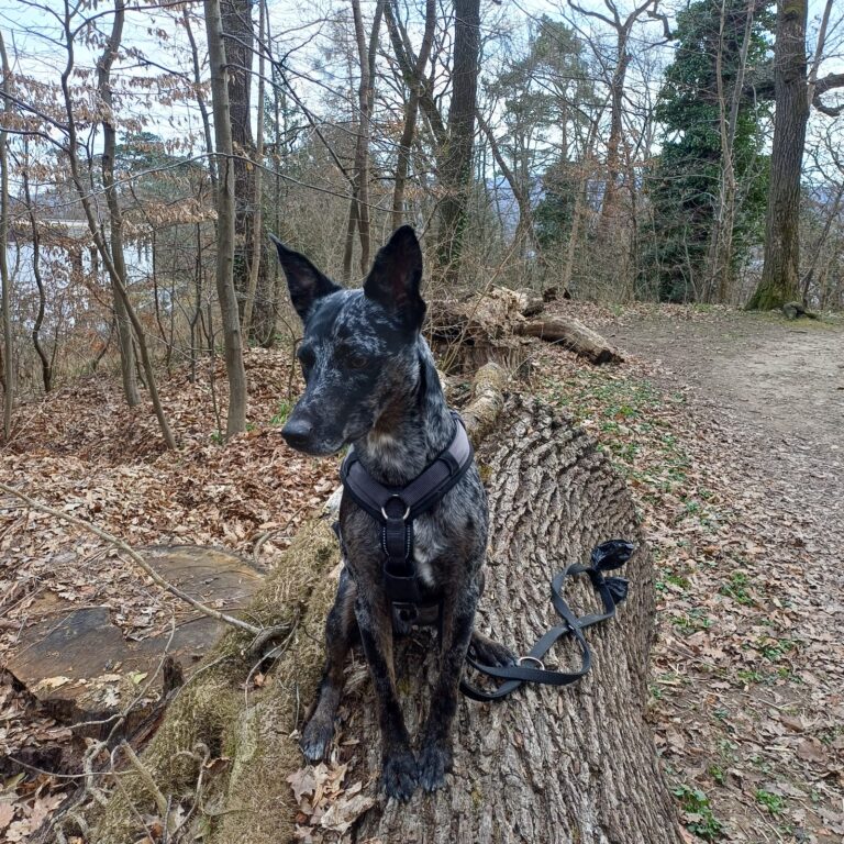 loki foto 1
