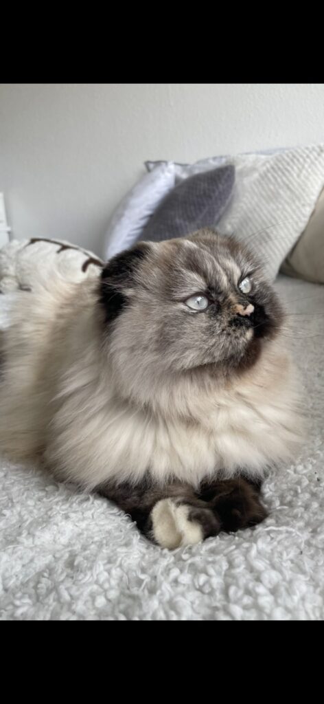 missy foto 1