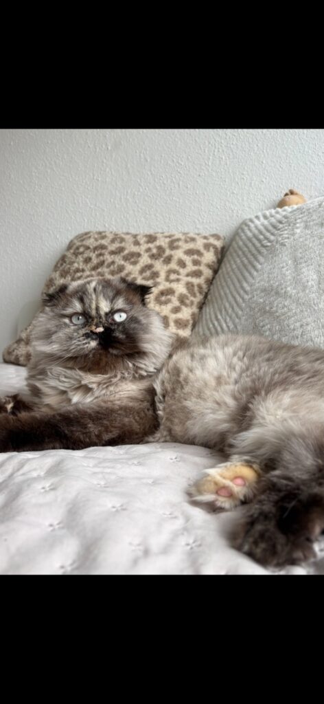 missy foto 2