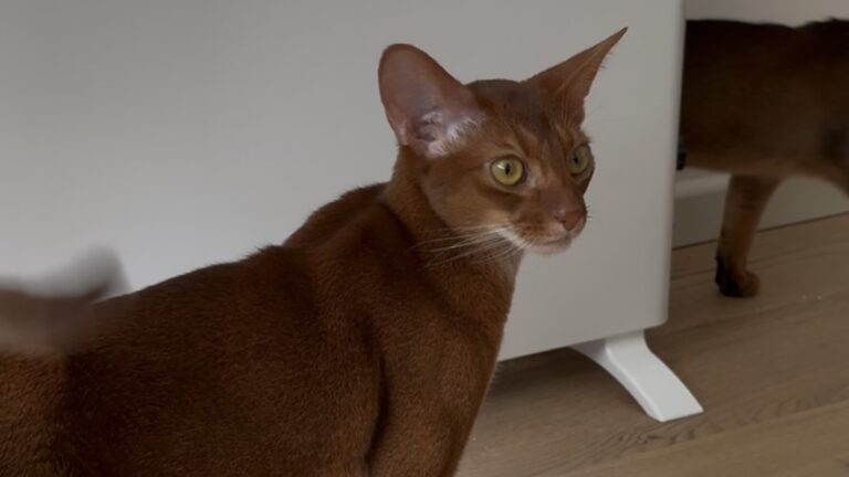roy foto 1