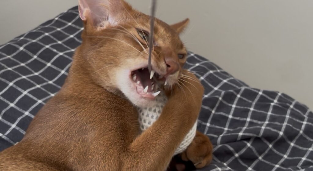 roy foto 2