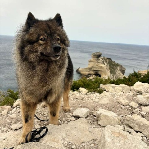 sina foto 2