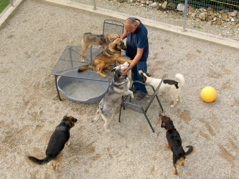 Erstausstattung für Hund und Katze – was vor dem Einzug bereitstehen sollte