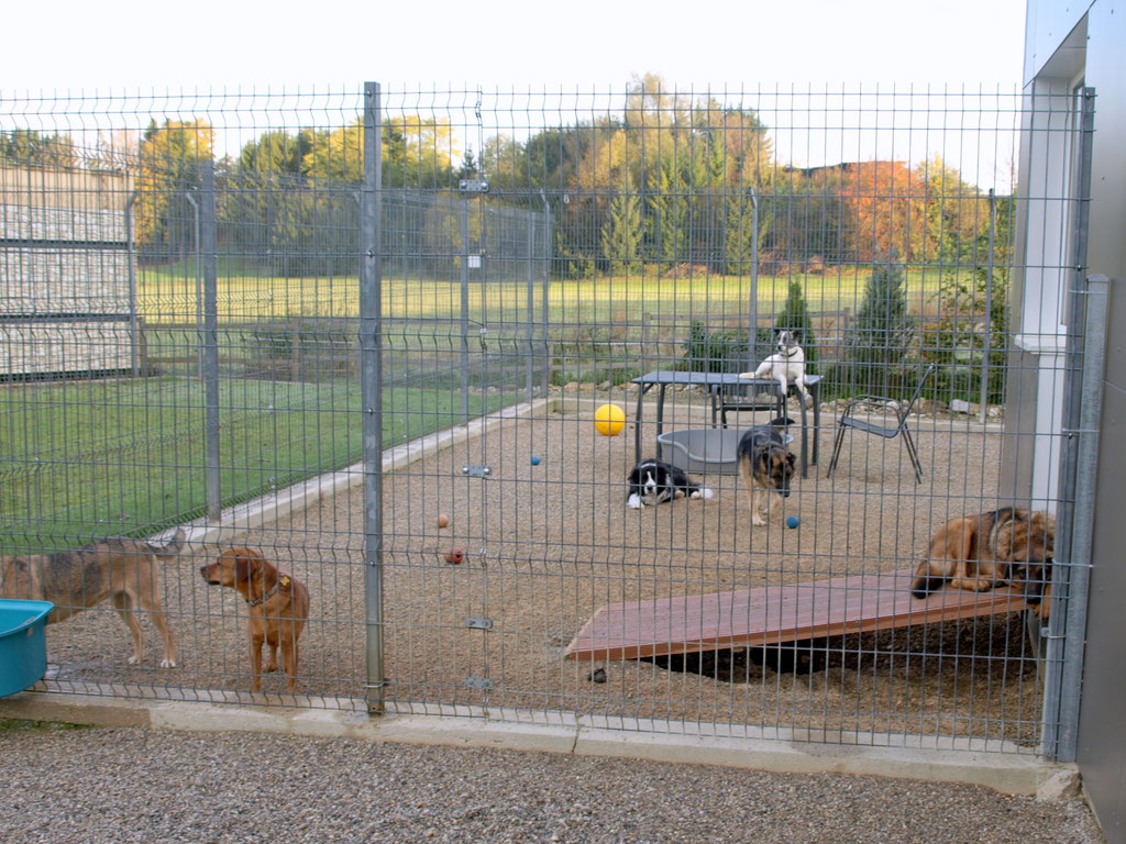 Behandlung Blutohr (Bild 3)