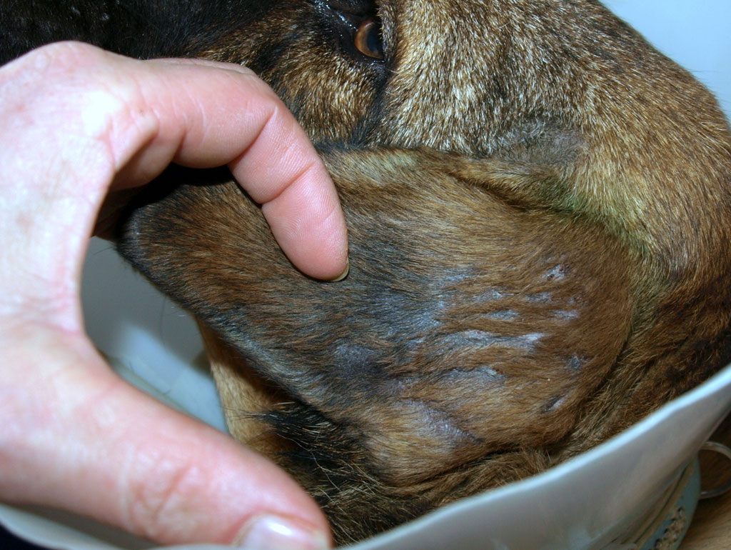 Behandlung Blutohr (Bild 6)