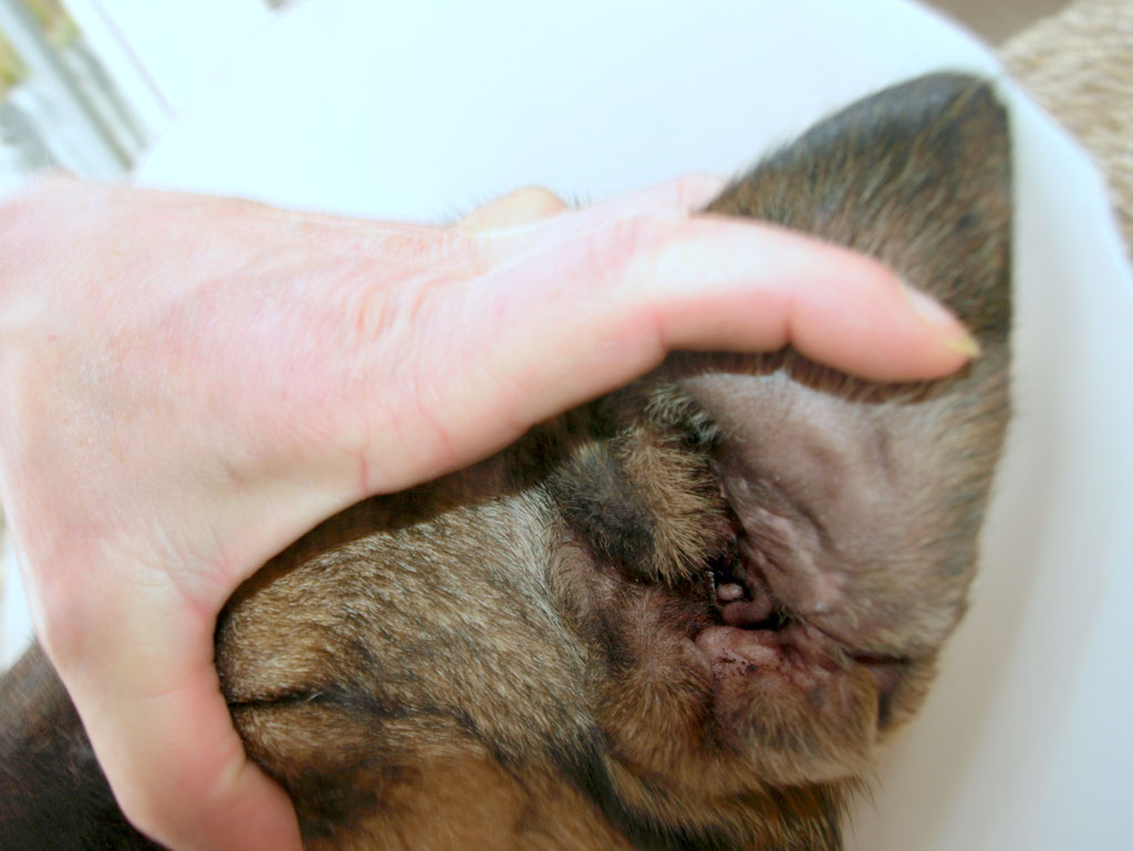 Behandlung Blutohr (Bild 7)