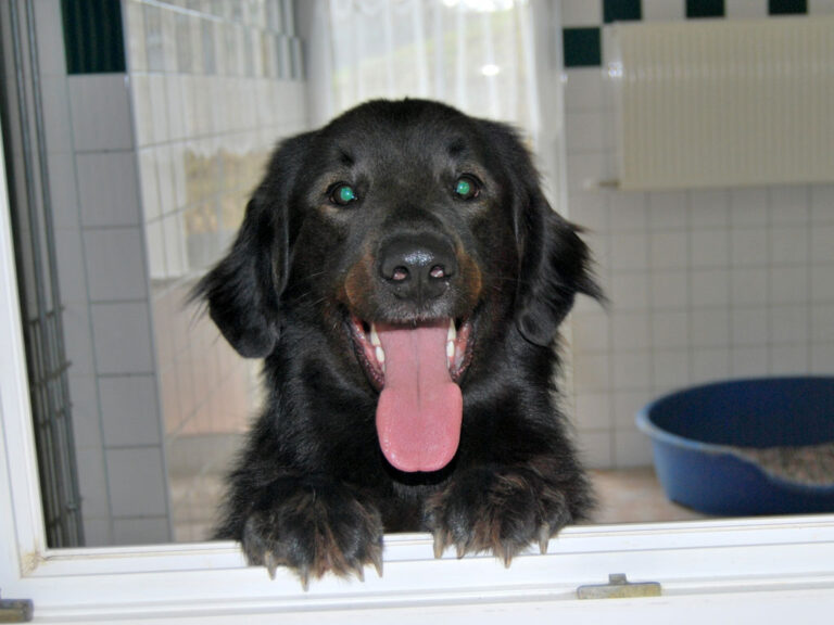 Hundeschule mit schwierigem Hund