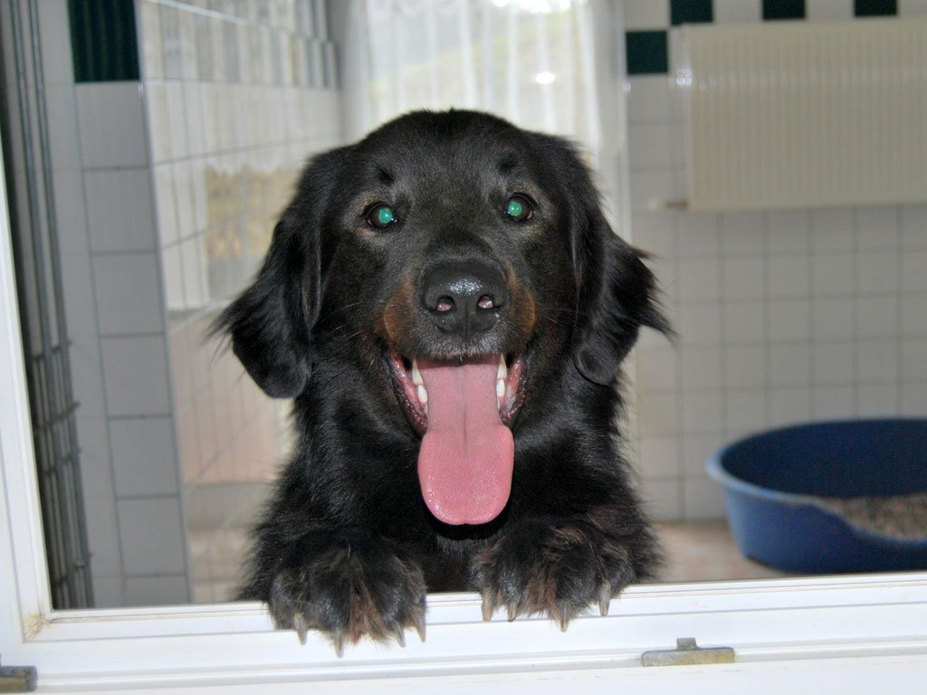 Hundeschule mit schwierigem Hund