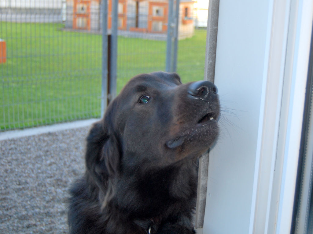 Hundeschule mit schwierigem Hund (Bild 6)