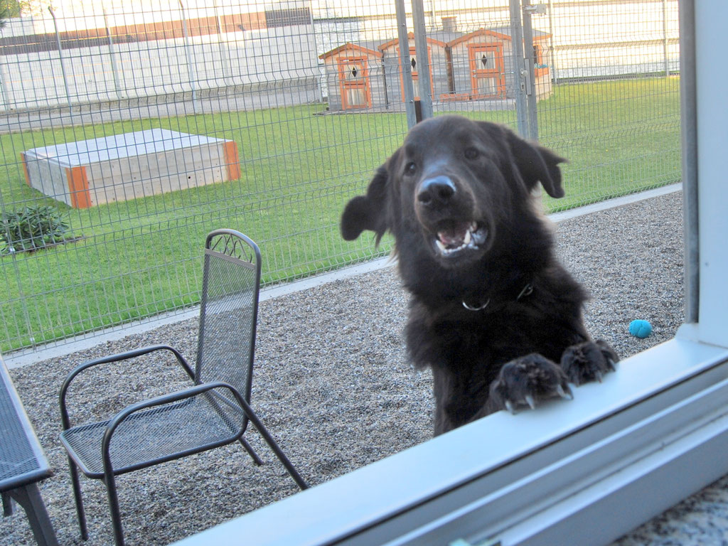 Hundeschule mit schwierigem Hund (Bild 7)