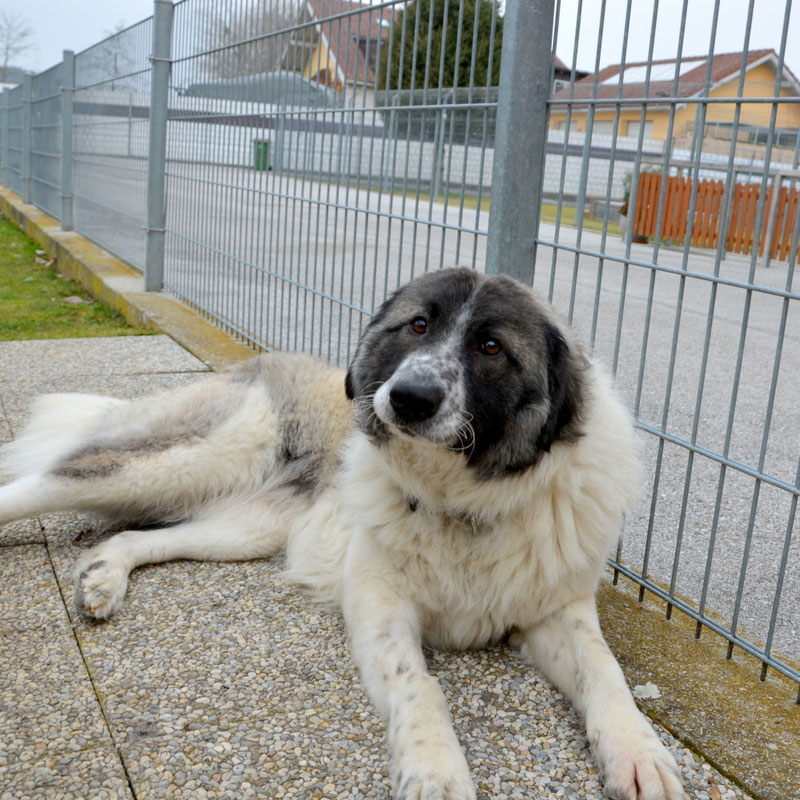 Schüler: RHINA – zusätzlicher SCHNAUZERL-Haushund (Bild 11)