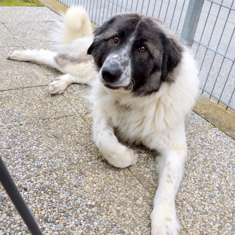 Schüler: RHINA – zusätzlicher SCHNAUZERL-Haushund (Bild 12)