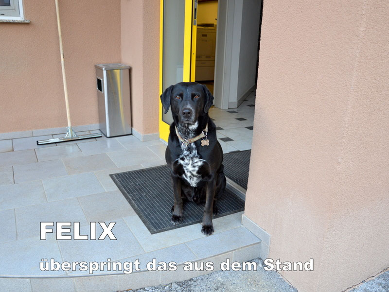 Schüler: RHINA – zusätzlicher SCHNAUZERL-Haushund (Bild 20)
