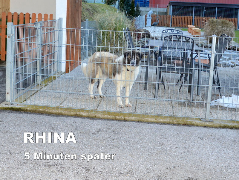 Schüler: RHINA – zusätzlicher SCHNAUZERL-Haushund (Bild 21)