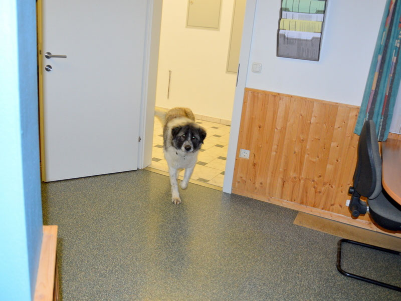 Schüler: RHINA – zusätzlicher SCHNAUZERL-Haushund (Bild 25)