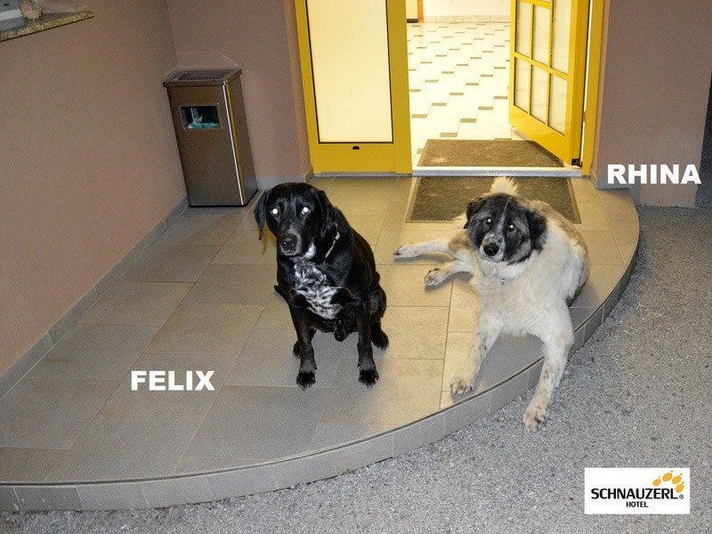 Schüler: RHINA – zusätzlicher SCHNAUZERL-Haushund (Bild 3)
