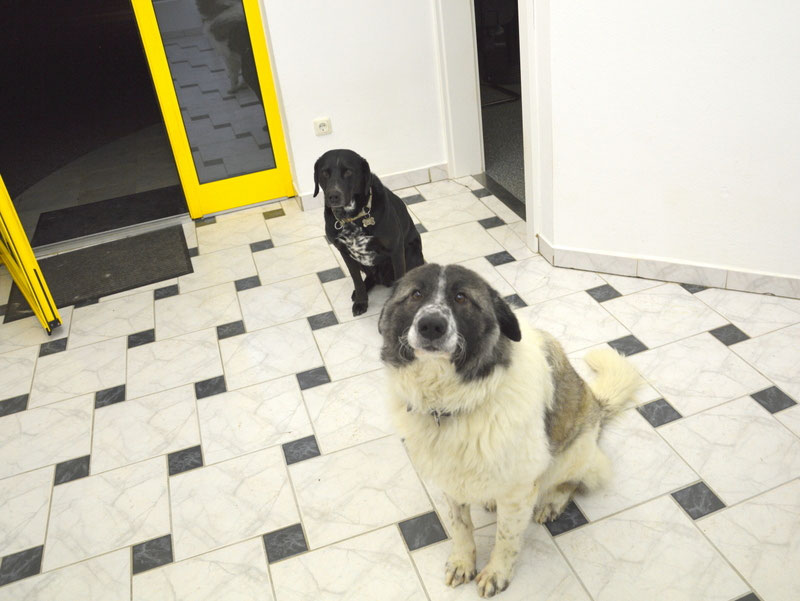 Schüler: RHINA – zusätzlicher SCHNAUZERL-Haushund (Bild 27)