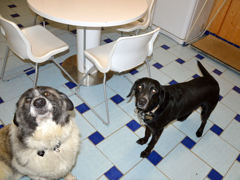 Schüler: RHINA – zusätzlicher SCHNAUZERL-Haushund (Bild 28)