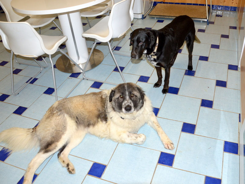 Schüler: RHINA – zusätzlicher SCHNAUZERL-Haushund (Bild 29)