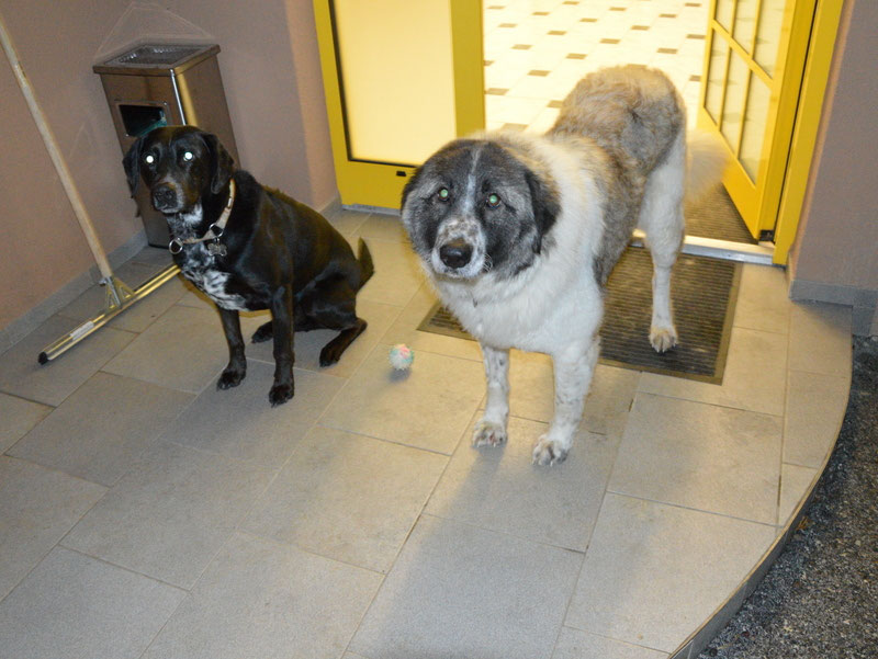 Schüler: RHINA – zusätzlicher SCHNAUZERL-Haushund (Bild 30)