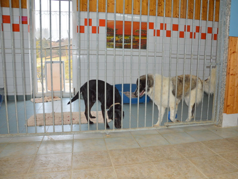 Schüler: RHINA – zusätzlicher SCHNAUZERL-Haushund (Bild 31)