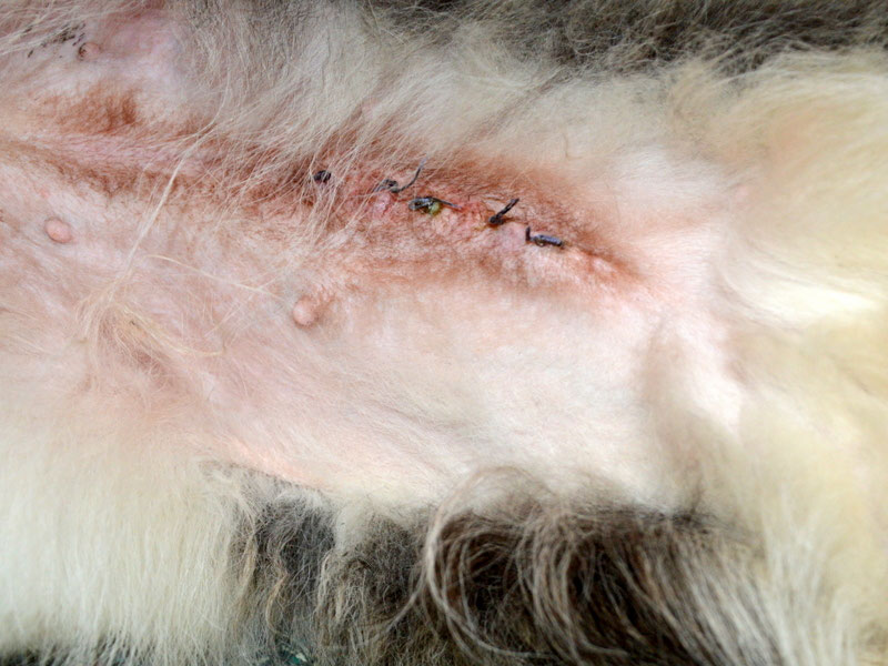 Schüler: RHINA – zusätzlicher SCHNAUZERL-Haushund (Bild 33)
