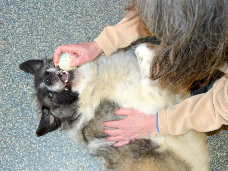 Schüler: RHINA – zusätzlicher SCHNAUZERL-Haushund (Bild 36)