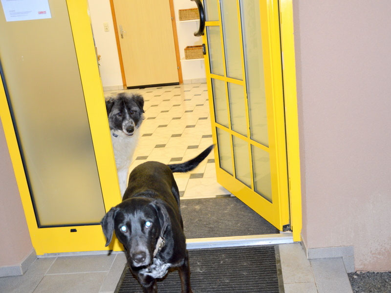 Schüler: RHINA – zusätzlicher SCHNAUZERL-Haushund (Bild 38)