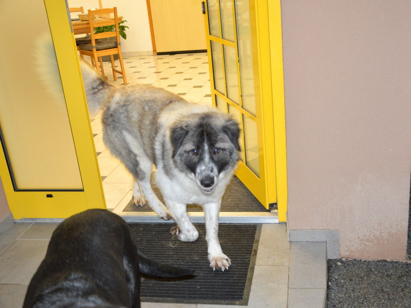 Schüler: RHINA – zusätzlicher SCHNAUZERL-Haushund (Bild 39)