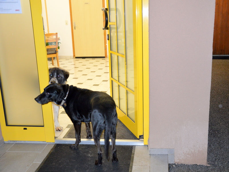 Schüler: RHINA – zusätzlicher SCHNAUZERL-Haushund (Bild 41)