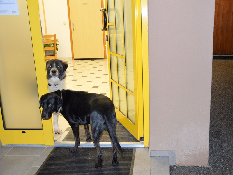 Schüler: RHINA – zusätzlicher SCHNAUZERL-Haushund (Bild 42)