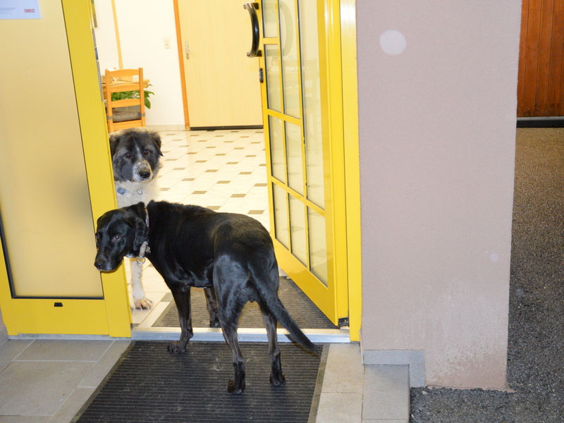 Schüler: RHINA – zusätzlicher SCHNAUZERL-Haushund (Bild 43)