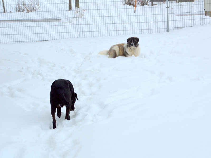Schüler: RHINA – zusätzlicher SCHNAUZERL-Haushund (Bild 45)