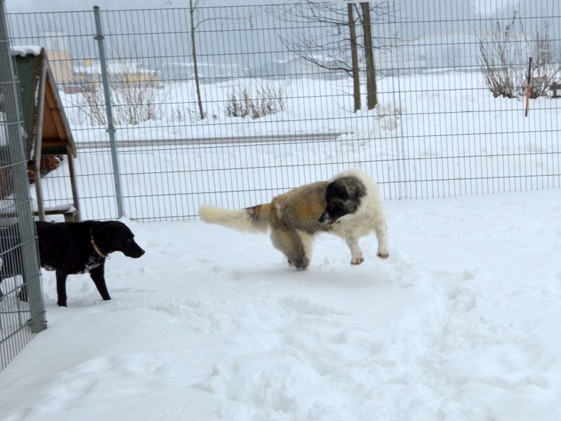 Schüler: RHINA – zusätzlicher SCHNAUZERL-Haushund (Bild 46)