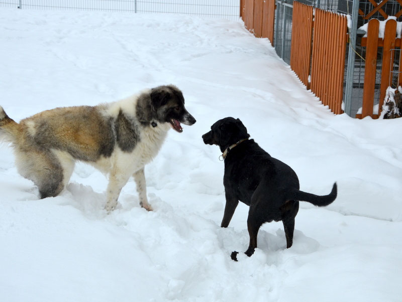 Schüler: RHINA – zusätzlicher SCHNAUZERL-Haushund (Bild 47)