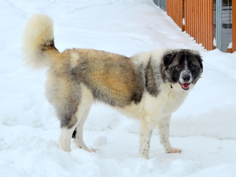 Schüler: RHINA – zusätzlicher SCHNAUZERL-Haushund (Bild 48)