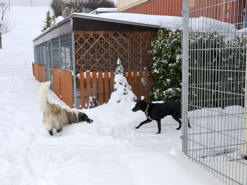 Schüler: RHINA – zusätzlicher SCHNAUZERL-Haushund (Bild 49)