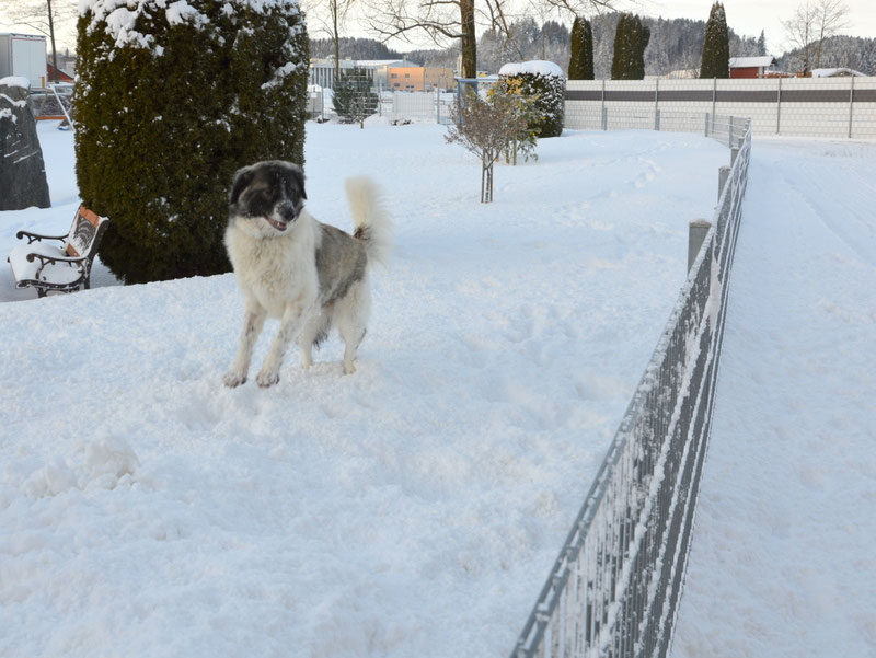 Schüler: RHINA – zusätzlicher SCHNAUZERL-Haushund (Bild 51)