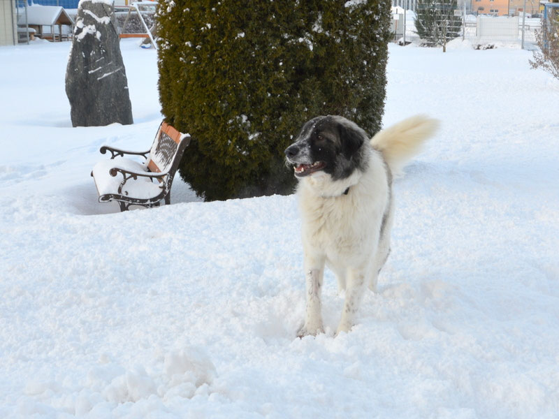 Schüler: RHINA – zusätzlicher SCHNAUZERL-Haushund (Bild 52)