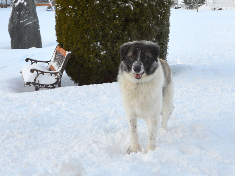 Schüler: RHINA – zusätzlicher SCHNAUZERL-Haushund (Bild 53)
