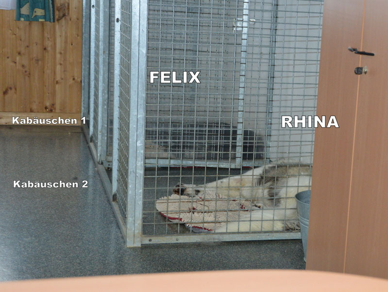 Schüler: RHINA – zusätzlicher SCHNAUZERL-Haushund (Bild 56)