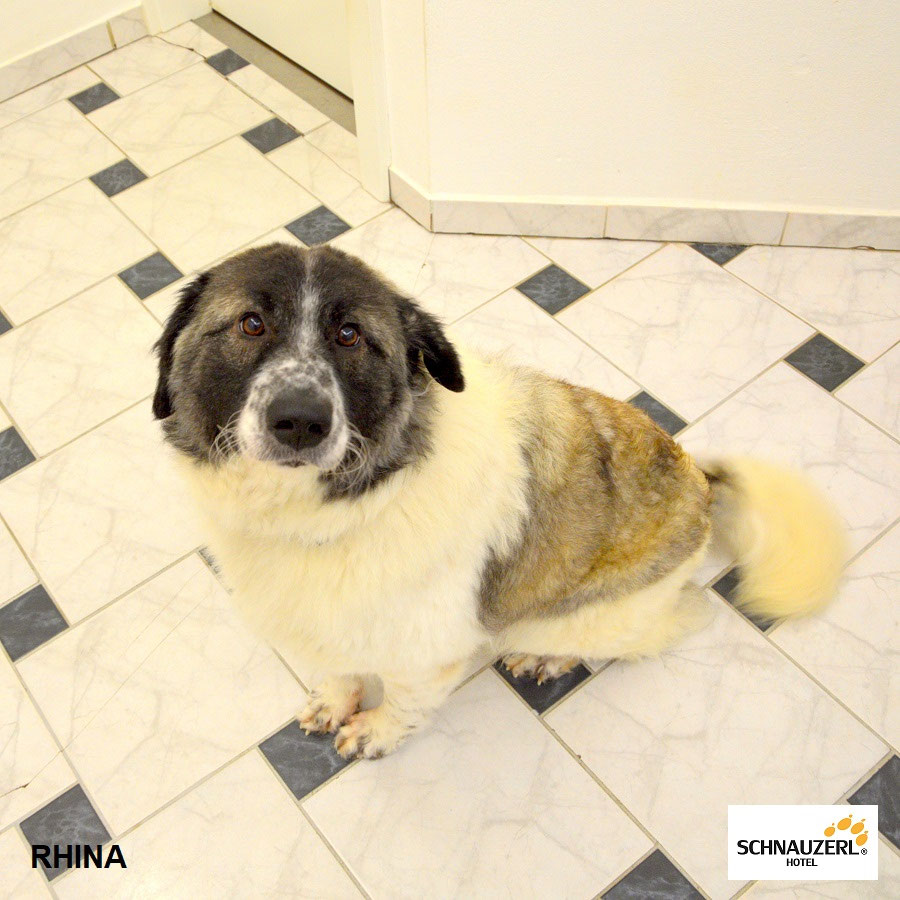 Schüler: RHINA – zusätzlicher SCHNAUZERL-Haushund (Bild 57)