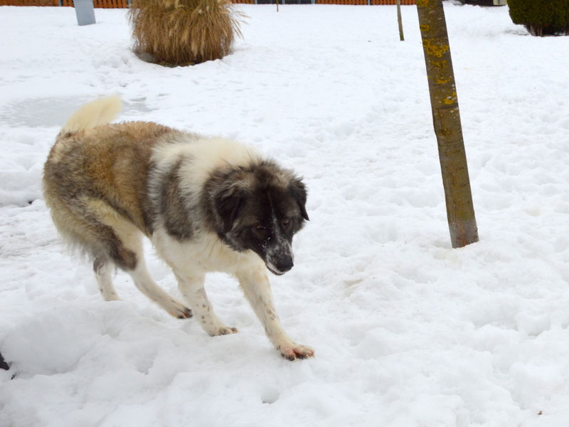 Schüler: RHINA – zusätzlicher SCHNAUZERL-Haushund (Bild 59)