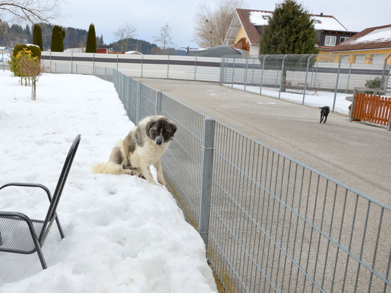 Schüler: RHINA – zusätzlicher SCHNAUZERL-Haushund (Bild 61)